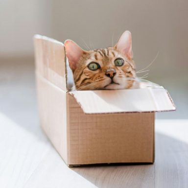 Kat in de doos
